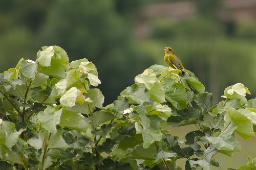 verdier  birds  aveyron