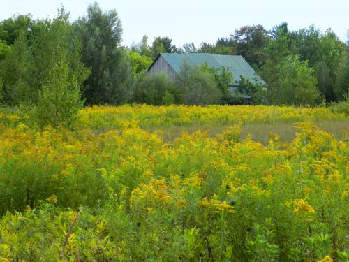Goldenrod And Old Barn