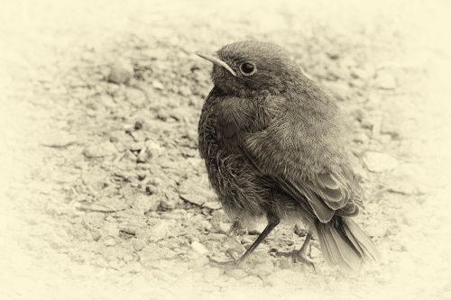 vergilbtvogel plumage black and white