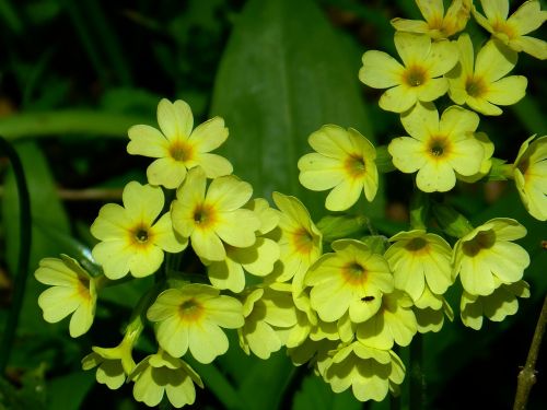 veris flower yellow