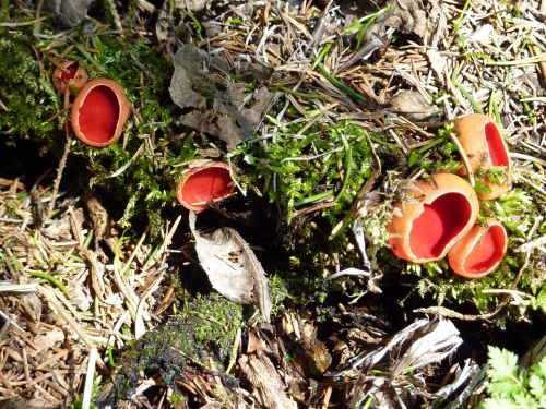 vermilion kelchbecherling mushroom scarlet kelchbecherling