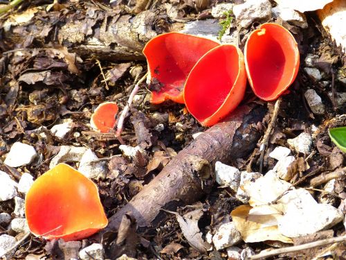 vermilion kelchbecherling mushroom scarlet kelchbecherling