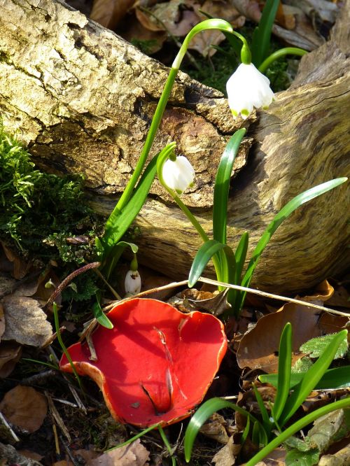 vermilion kelchbecherling mushroom scarlet kelchbecherling