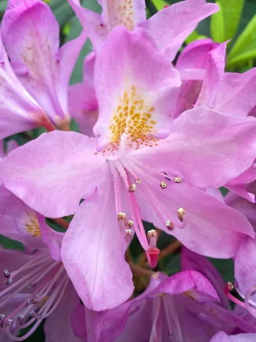 vernal pink flower