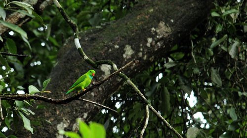 vernal  hanging  parrot