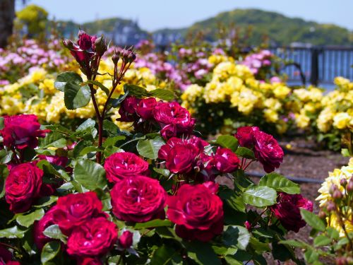 verny park france rose