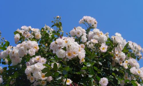 verny park rose white
