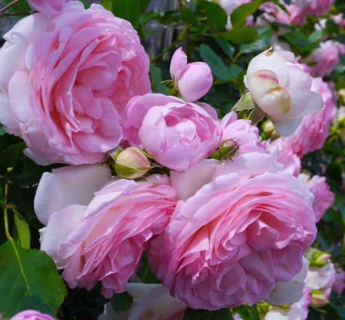 verny park france rose