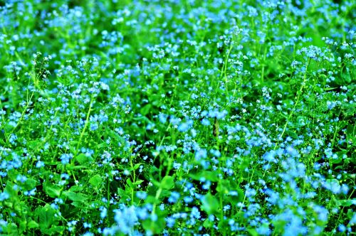 veronica speedwell flower