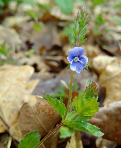 veronica flowers forest