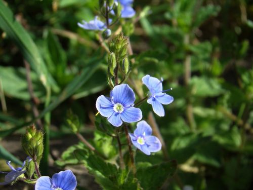 veronica flower bed