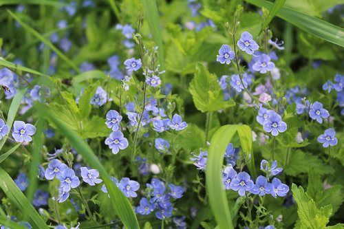 veronica dubravnaya  flowers  macro