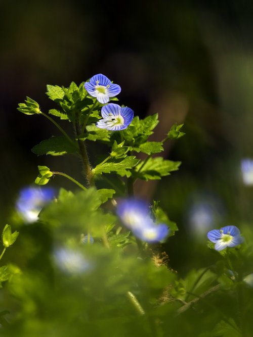 véronique  flower  blue