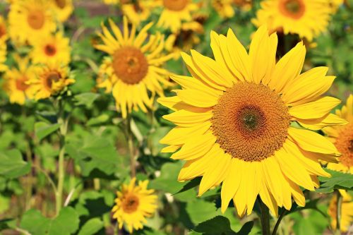 verse first sunflower flowers factory