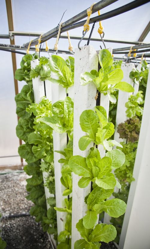 vertical farm hydroponics farming