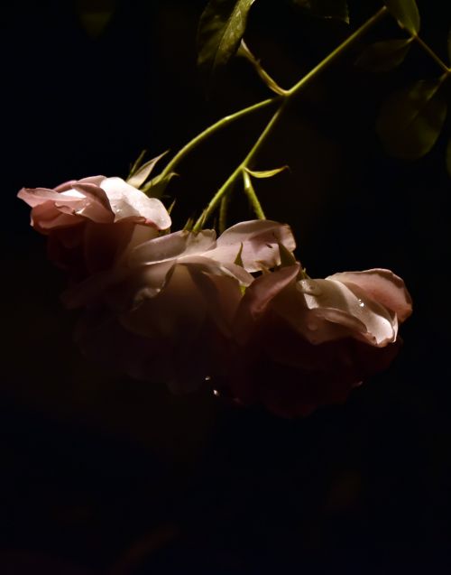 Vertical Moonlit Roses Pink
