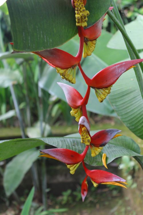 vertical petard bird banana plant flower