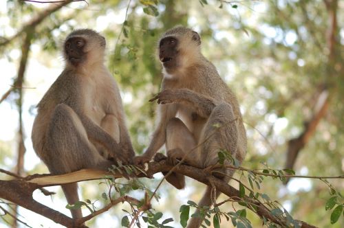 vervet monkeys apes