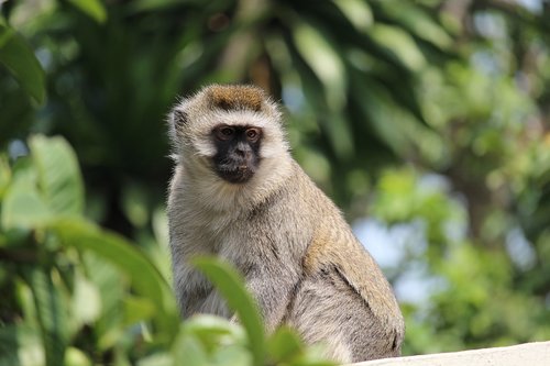 vervet  monkey  wildlife