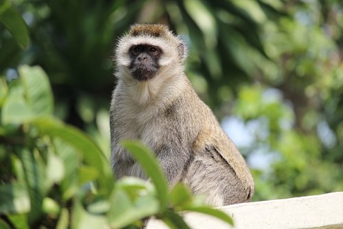 vervet  monkey  wildlife
