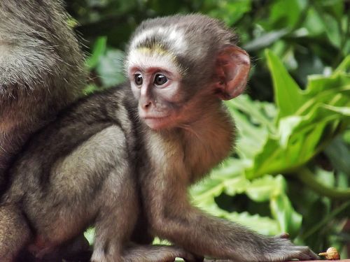 vervet monkey baby