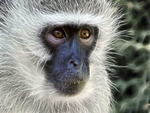 vervet monkey monkey female