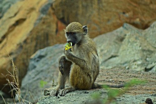 vervet monkey africa wildlife