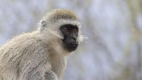 vervet monkey  monkey  closeup