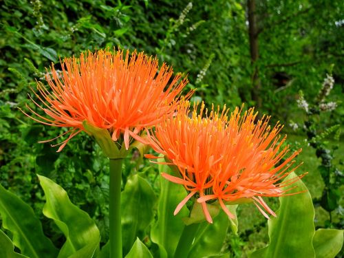 vérvirág scadoxus flower