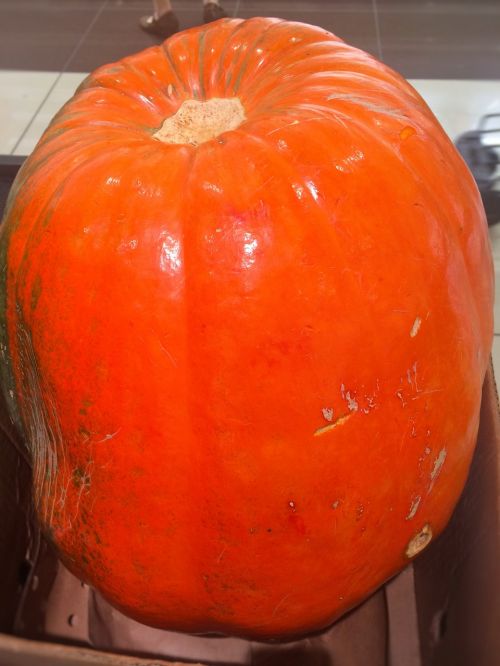 very big pumpkin halloween