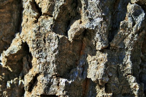 Very Rough Bark Of Kiepersol