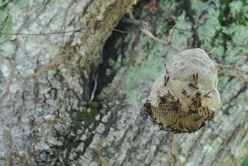 vespa nest insect