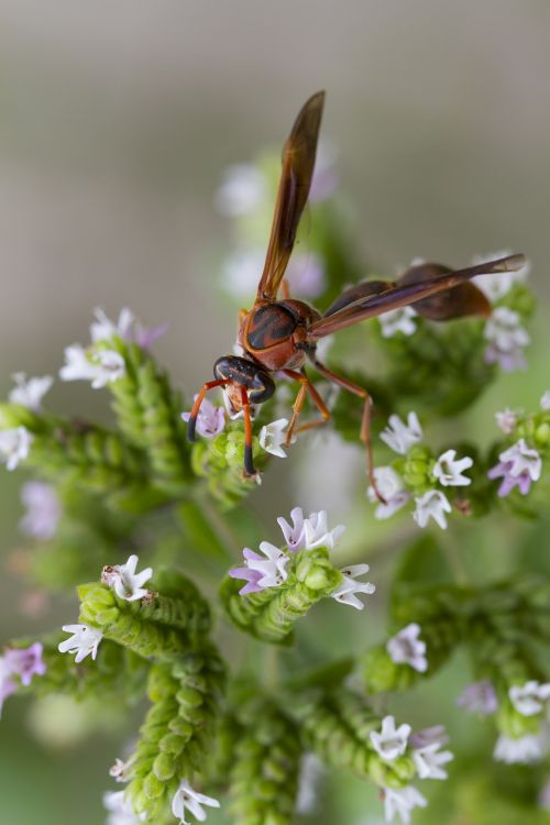 vespa sting spring