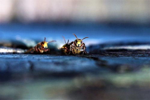 vespa crabro  hornet  wasp