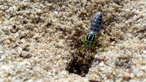 vespa sand  insect  animal