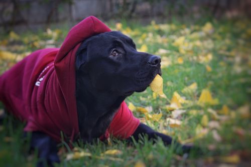 vest dog naughty