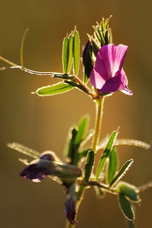 nature vetch meadow