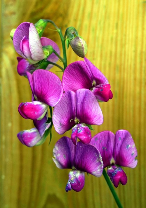 vetch  purple  blossom