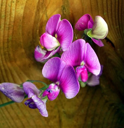 vetch  blossom  bloom