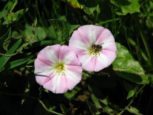 vetch insect pink