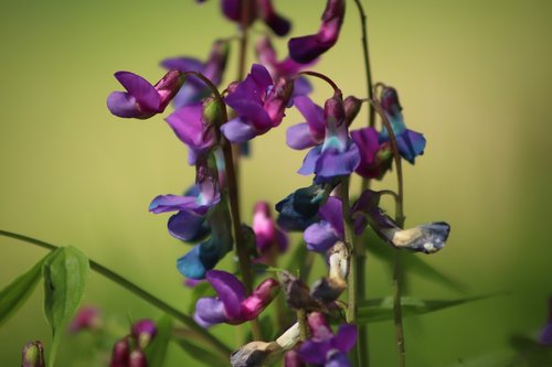 vetch  pointed flower  flowers