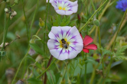 vetch flower garden