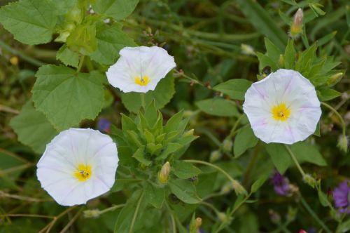 vetch white flowers