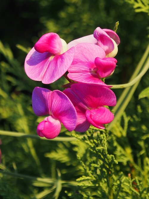 vetches  pink  climber plant