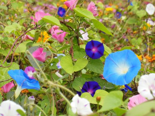 vetches flowers blue