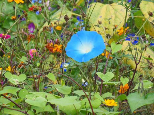 vetches flowers blue