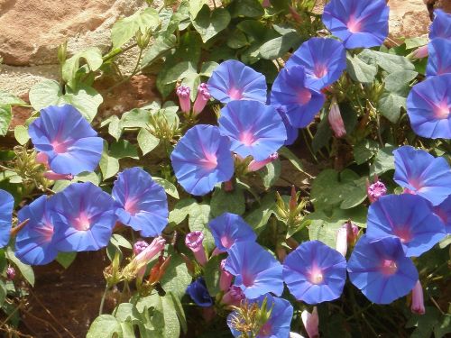 vetches blue blossom