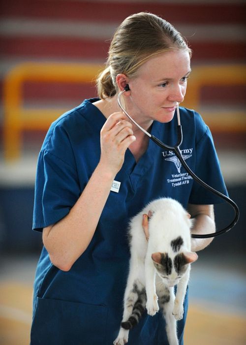 veterinarian kitten feline