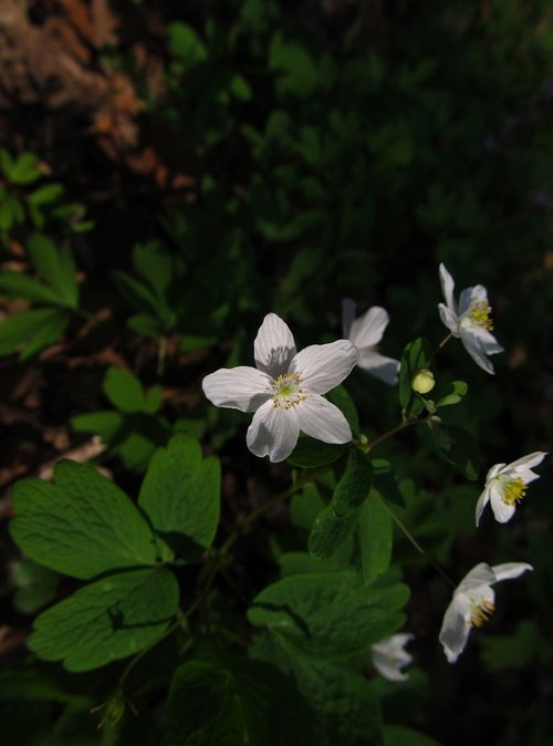 veternik žltuškolistý  flower  nature