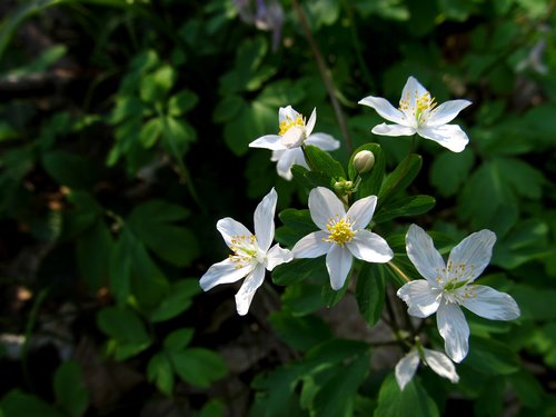 veternik žltuškolistý  iskernikovité  white flower